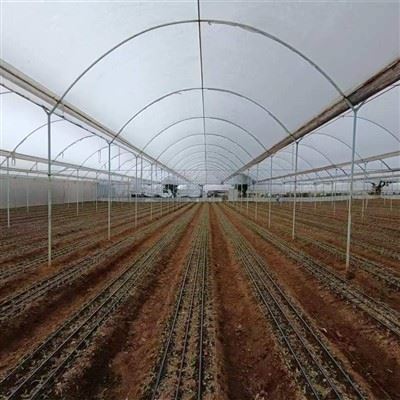 China's Multi Span Thin Film Greenhouse