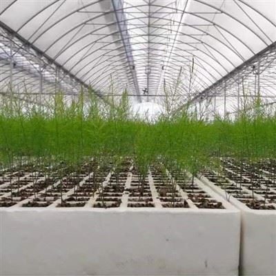 China's Multi Span Thin Film Greenhouse